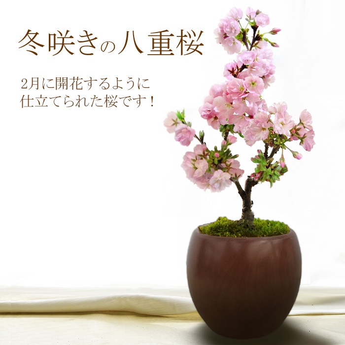 冬咲きの八重 桜 盆栽 プレゼント 一才桜 旭山 2月に開花するように仕立てられたサクラ さくら です 開花直前の苗木をお届けします もちろん陶器鉢仕立て メッセージカード ラッピング可能