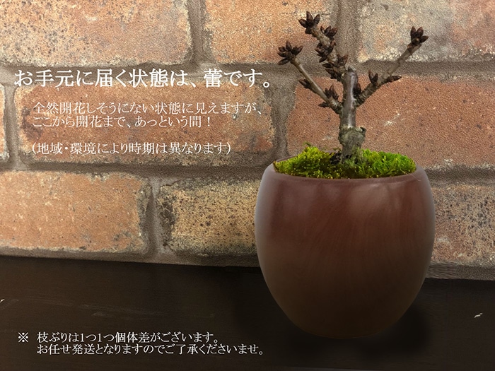 蕾の状態です 冬咲きの八重 桜 盆栽 プレゼント 一才桜 旭山 2月に開花するように仕立てられたサクラ さくら です 陶器鉢仕立て