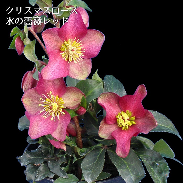 開花株 クリスマスローズ 氷の薔薇 レッド 5寸 鉢植え 苗 ブランド品種