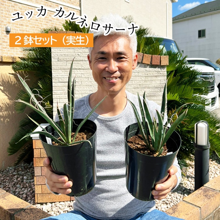 ユッカ カルネロサーナ 植え込み用 5号 2鉢セット 2年生【ラッピング