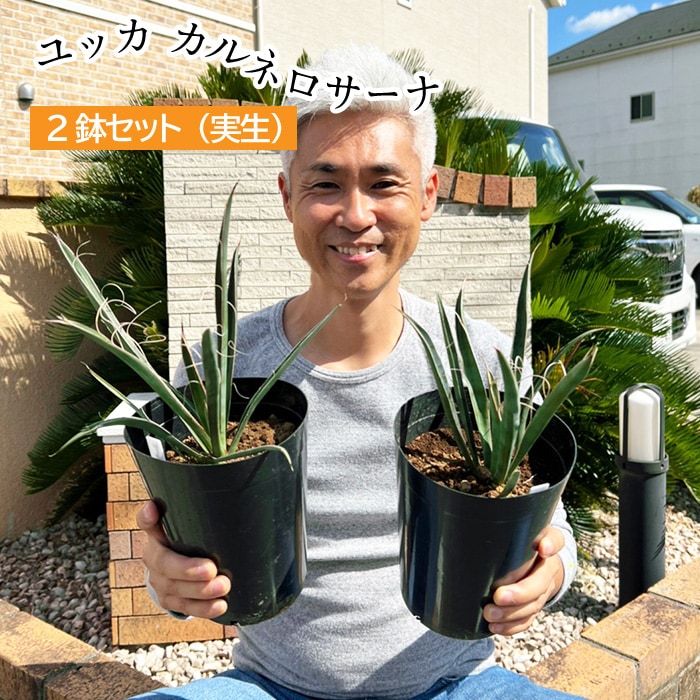 ユッカ カルネロサーナ 植え込み用 5号 2鉢セット  2年生【ラッピング・メッセージカード不可・代引不可→コンビニ決済に変更します】-ゲキハナ感激安心のお花屋さん 本店