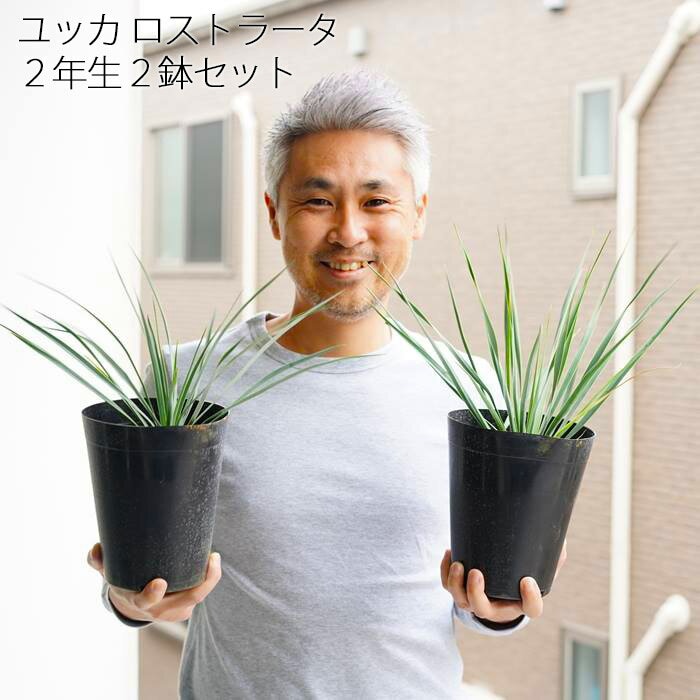 買取価格 ユッカ ロストラータ 種 植物検疫証明書あり 1000粒+@