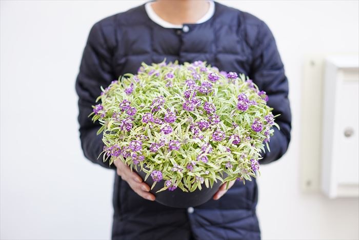 送料無料 長く咲く アリッサム ハッピーポンポン 9寸 大鉢仕立て 白斑の葉に紫の花がこぼれるように咲くコントラスト最高です はちみつの香り オリジナル品種 ラッピング メッセージカード不可