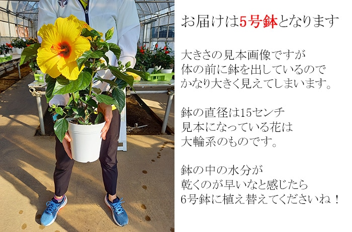 【HBC】大株ハイビスカス 八重咲きレッド 同梱4鉢までOK 