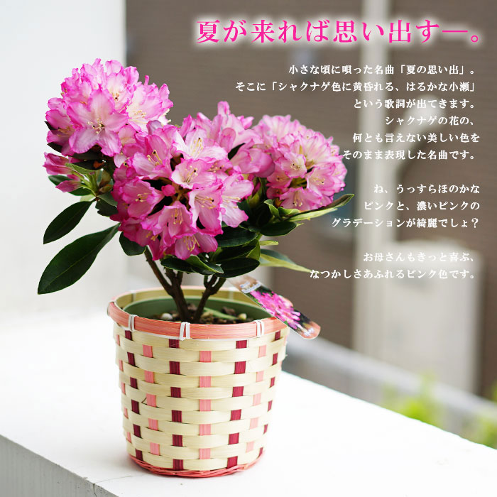産地直送 可愛いピンクのお花が人気 シャクナゲ 5号鉢植え 母の日