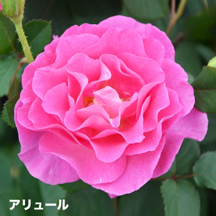 香りのバラ アリュール ばら 6号 大苗 ピンク いい香り ブッシュ 四季咲き