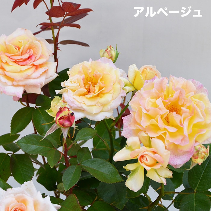 ショップを選択する 薔薇のトピアリー　クロムイエロー フラワー/ガーデン