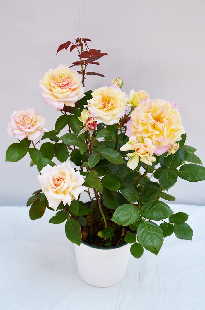 香りのバラ アルページュ ばら 6号 大苗 ピンク イエロー 色変わり ブッシュ 四季咲き いい香り たくさん咲く