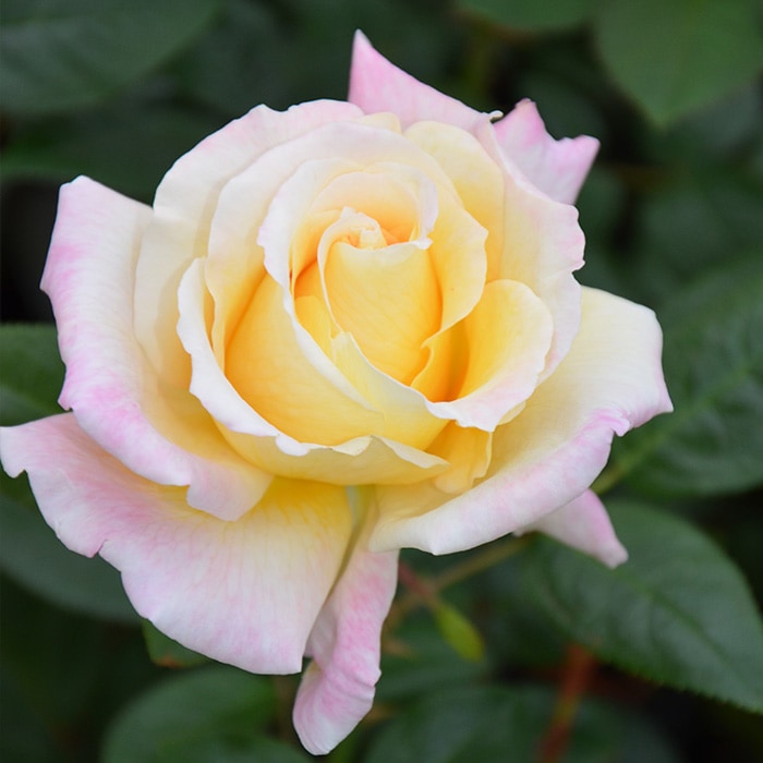 売れ済 薔薇のトピアリー　クロムイエロー フラワー/ガーデン