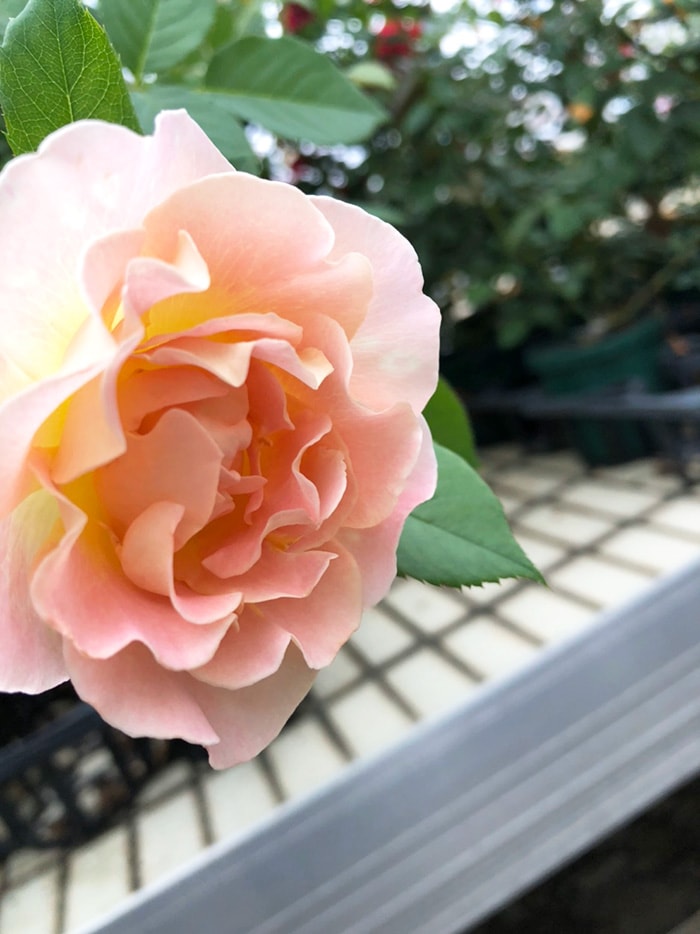 香りのバラ 彩華 ばら 6号 大苗 ピンク イエロー よく咲く 四季咲き つるバラ