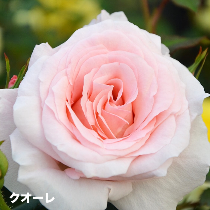 香りのバラ クオーレ ばら 6号 大苗 ピンク ブッシュ 四季咲き いい香り たくさん咲く 剣弁高芯咲き