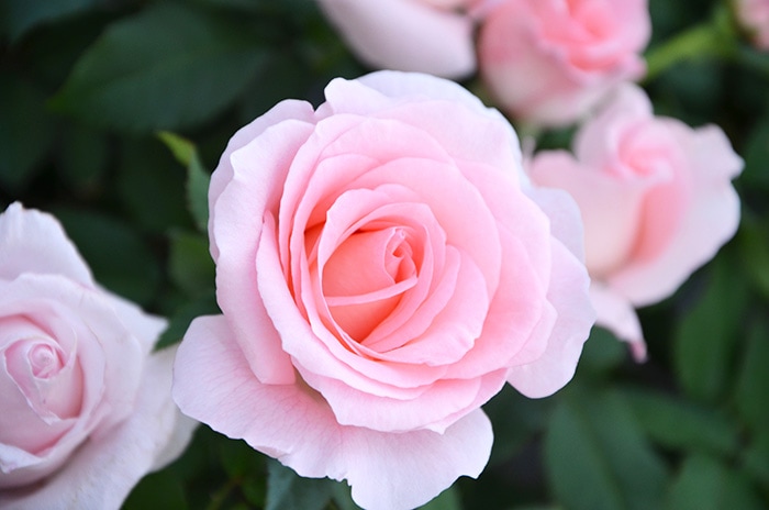 香りのバラ クオーレ ばら 6号 大苗 ピンク ブッシュ 四季咲き いい香り たくさん咲く 剣弁高芯咲き