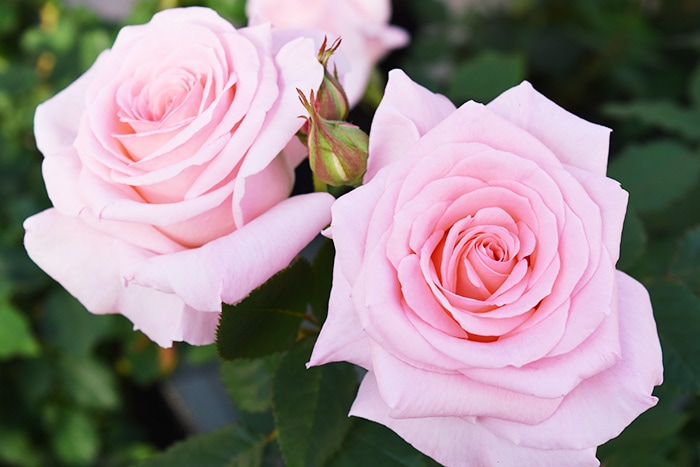 香りのバラ クオーレ ばら 6号 大苗 ピンク ブッシュ 四季咲き いい香り たくさん咲く 剣