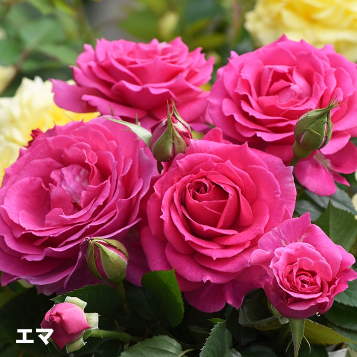 香りのバラ エマ ばら 6号 大苗 ピンク ブッシュ 四季咲き いい香り たくさん咲く 八重咲き