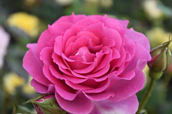 香りのバラ エマ ばら 6号 大苗 ピンク ブッシュ 四季咲き いい香り たくさん咲く 八重咲き