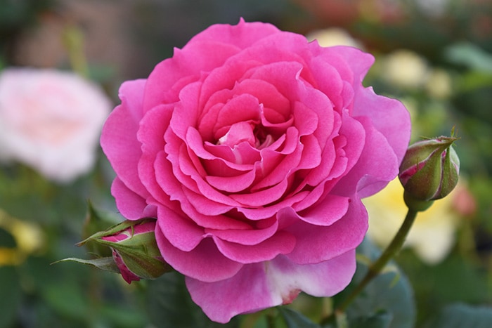4 28から5 16着不可 香りのバラ エマ ばら 6号 大苗 ピンク ブッシュ 四季咲き いい香り たくさん咲く 八重咲き