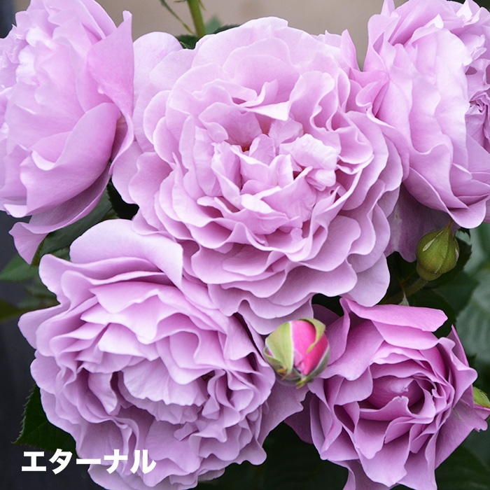 香りのバラ エターナル ばら 6号 大苗 パープル ブッシュ 四季咲き いい香り たくさん咲く 房咲き