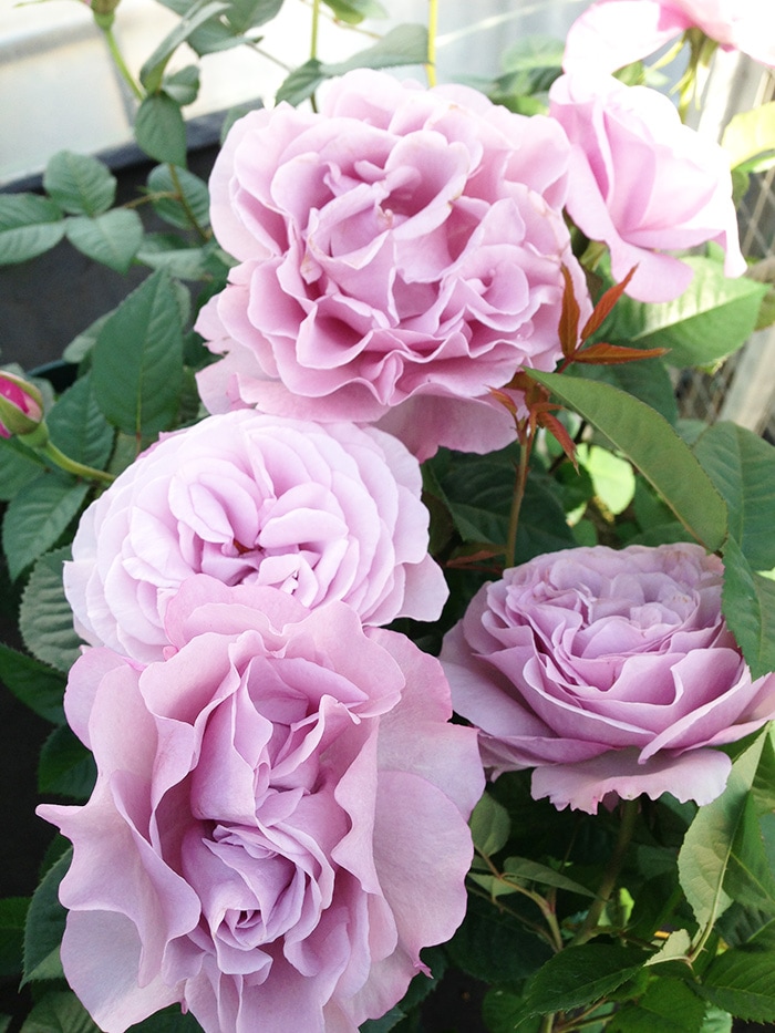 香りのバラ エターナル ばら 6号 大苗 パープル ブッシュ 四季咲き いい香り たくさん咲く 房咲き