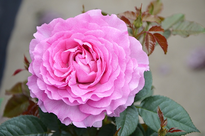 香りのバラ フェリーチェ ばら 6号 大苗 ピンク ブッシュ 四季咲き いい香り たくさん咲く 丈夫