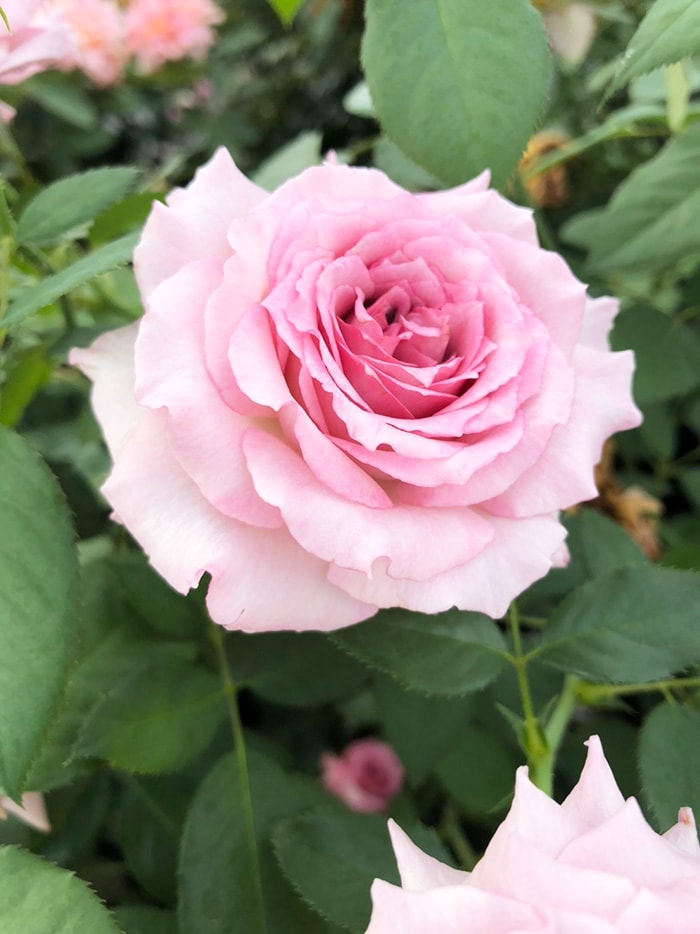 香りのバラ フェリーチェ ばら 6号 大苗 ピンク ブッシュ 四季咲き いい香り たくさん咲く 丈夫