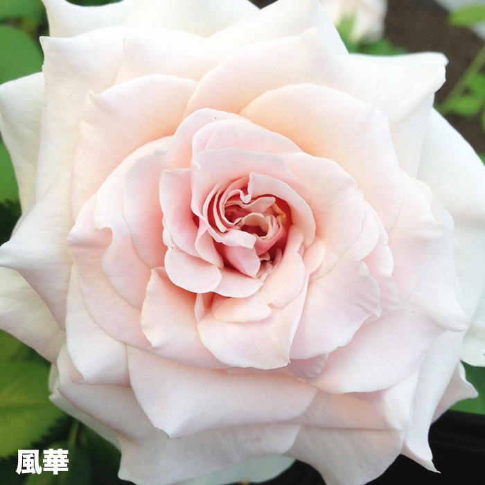 香りのバラ 風花 ばら 6号 大苗 ピンク ホワイト よく咲く 四季咲き つるバラ