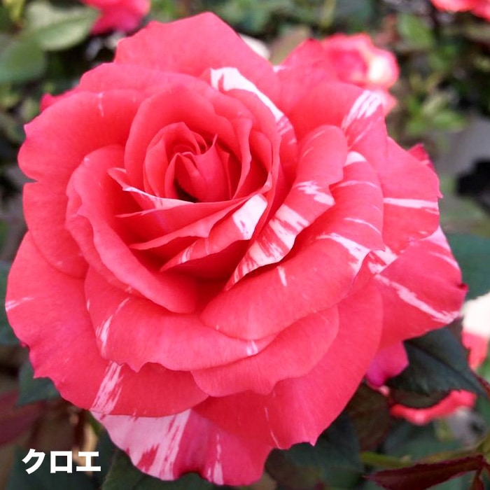香りのバラ クロエ ばら 6号 大苗 オレンジ ブッシュ 四季咲き いい香り たくさん咲く 剣弁高芯咲き