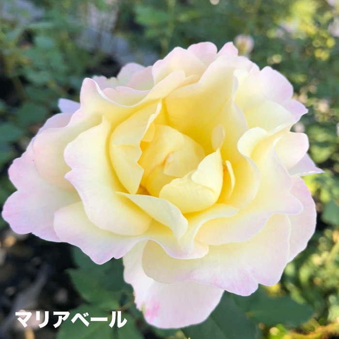 香りのバラ マリアベール ばら 6号 大苗 イエロー ピンク ブッシュ 四季咲き いい香り
