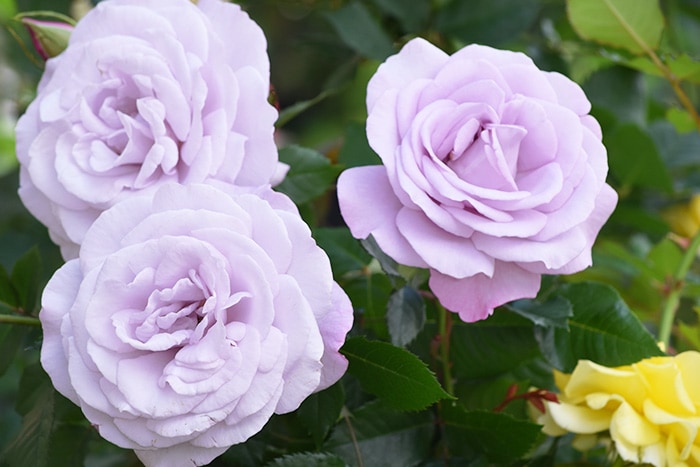 香りのバラ ラフィーネ ばら 6号 大苗 パープル よく咲く 四季咲き いい香り