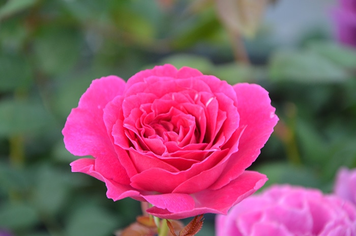 香りのバラ レジーナ ばら 6号 大苗 ピンク よく咲く 四季咲き いい香り
