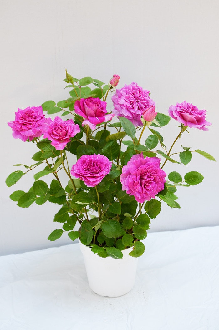 香りのバラ レジーナ ばら 6号 大苗 ピンク よく咲く 四季咲き いい香り