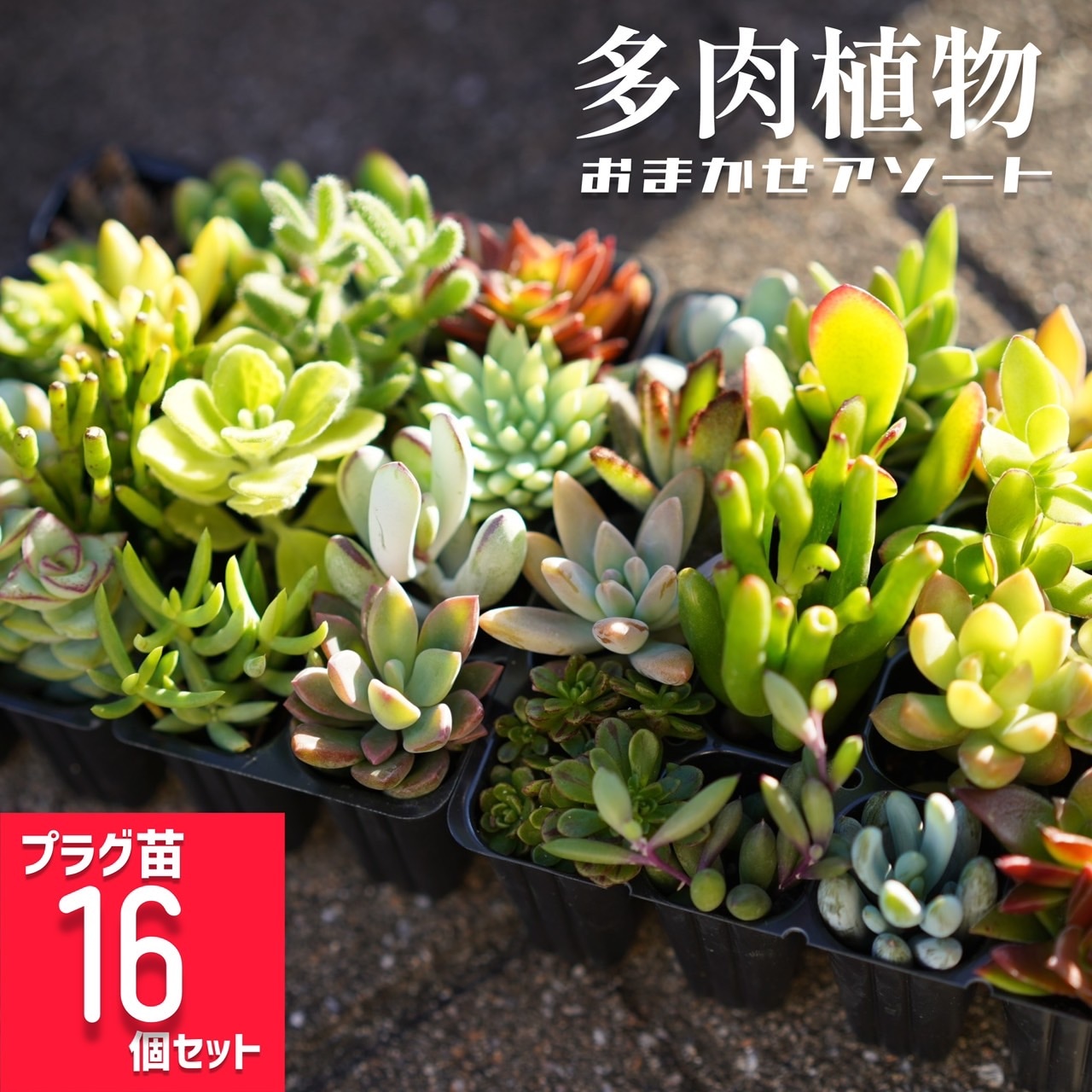 生産ハウスより直送！まずはお試し16個セット「寄せ植え用プラグ苗」多肉植物 おまかせアソート 寄せ植え 苗 セット