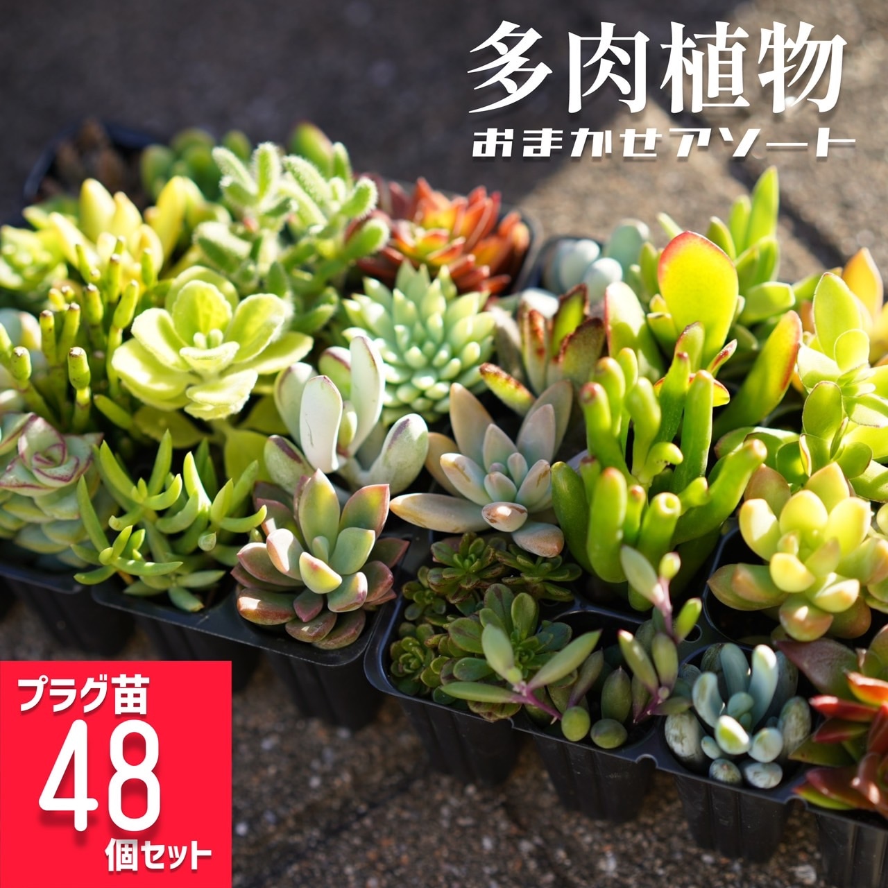 生産ハウスより直送！6号鉢にちょうどいい48個セット「寄せ植え用 