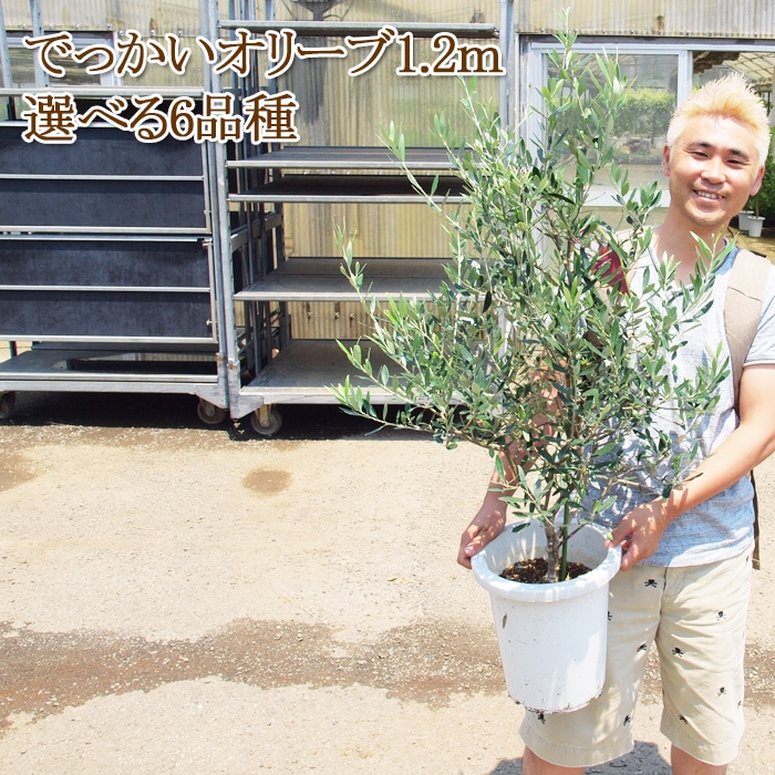 オリーブの木 コレッジョラ《H=約1.6m・Φ280ポット》 6町の植木屋さん…果樹