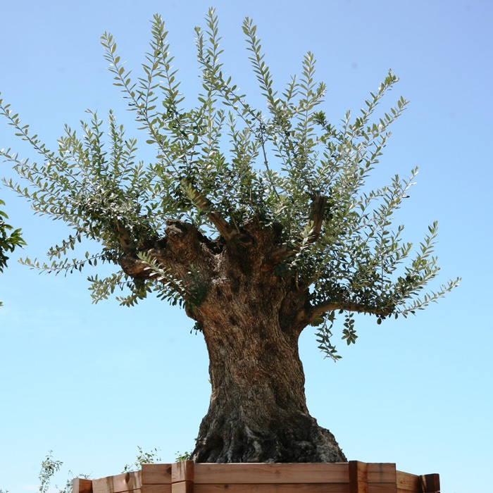 オリーブの木 8寸 全6種選び放題 スペインやギリシャ原産のレア品種もあります チプレッシーノ アルベキーナ コロネイキ コラティーナ コレッジョラ ピクアル ラッピング メッセージカード不可