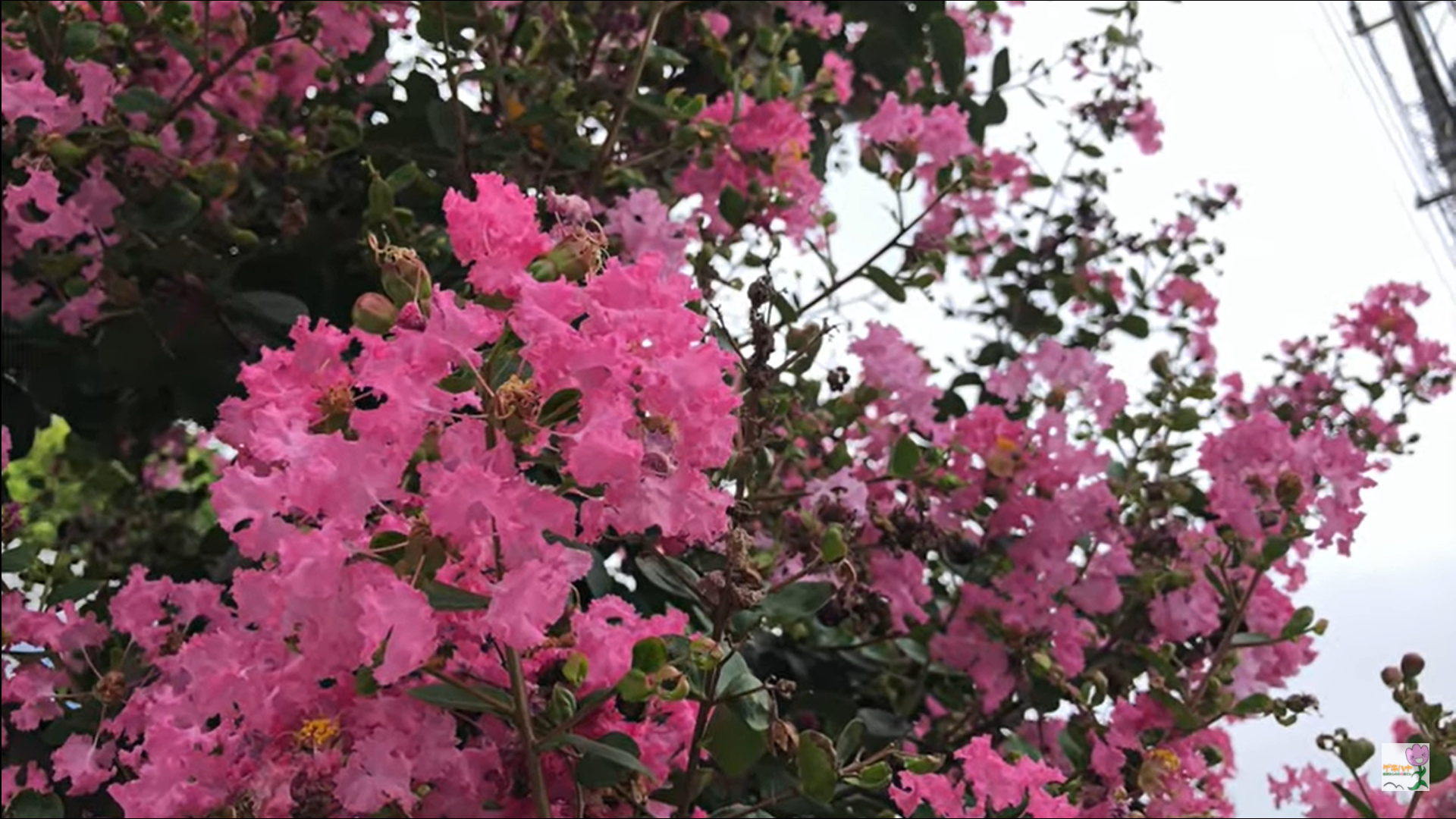 ゲキハナ感激安心のお花屋さん 本店