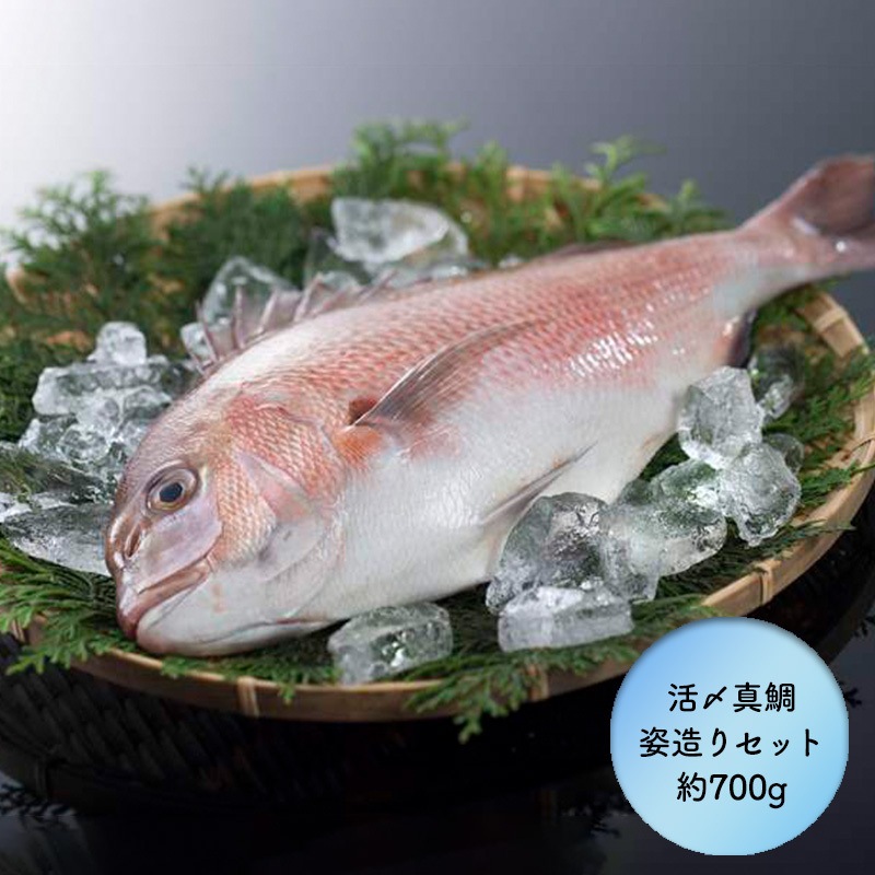 三重県漁連 活〆真鯛姿造りセット カテゴリーで選ぶ 魚介類 ギフト百花 本店