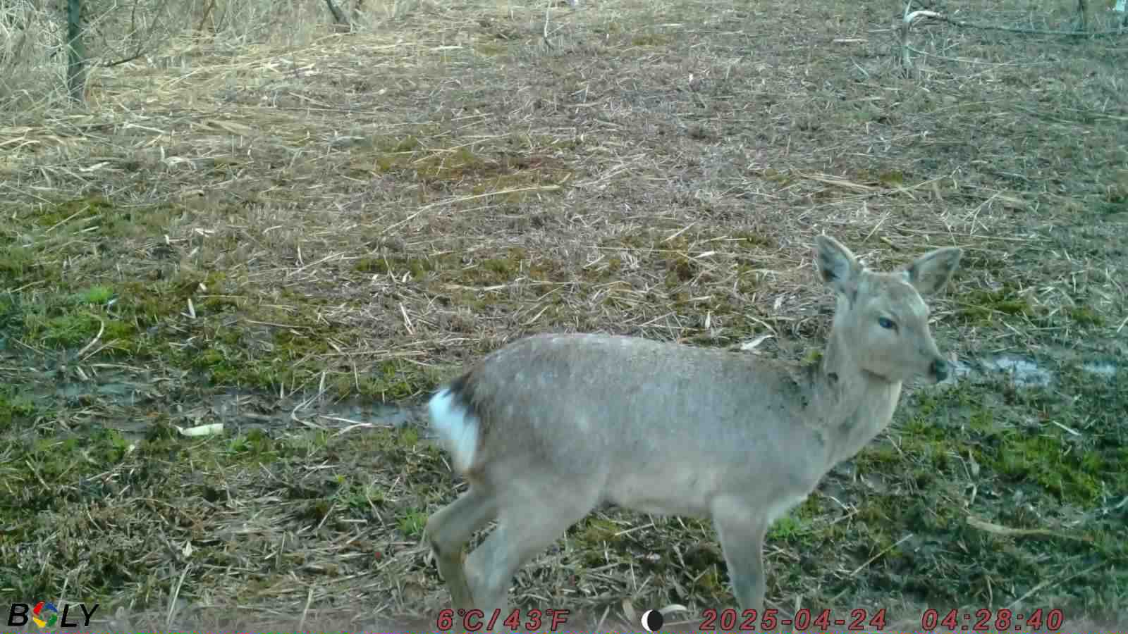 ���Ʋ������᡼��