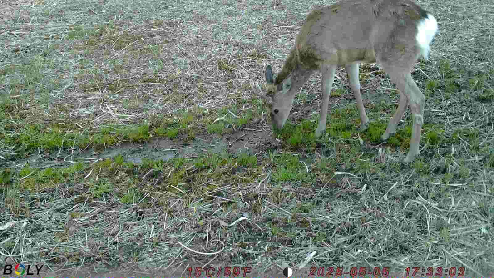 ���Ʋ������᡼��