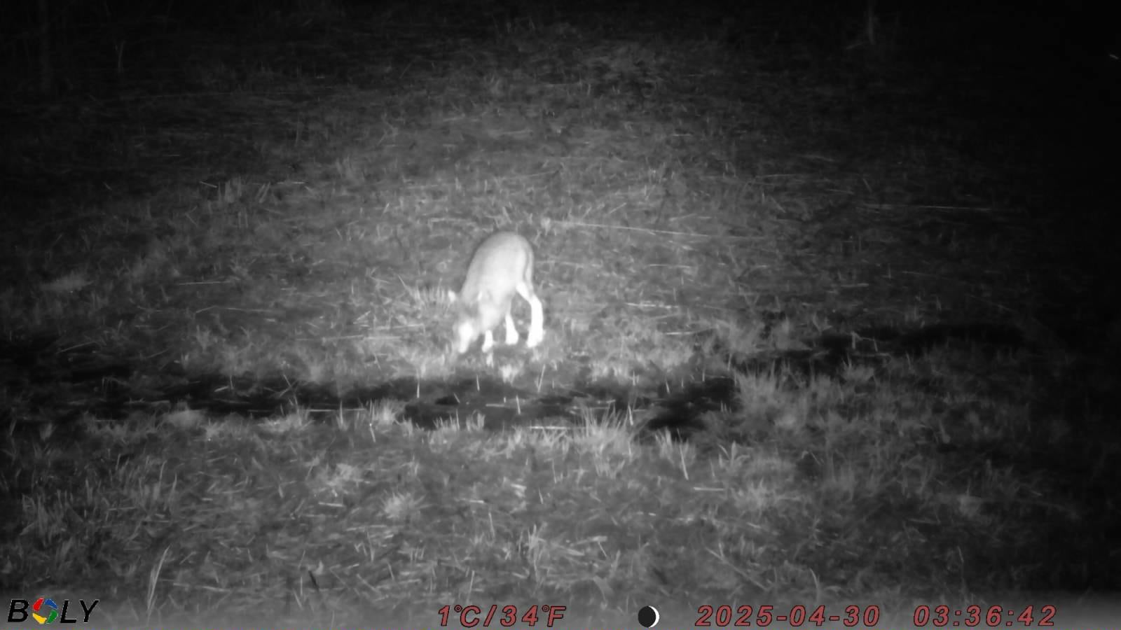 ���Ʋ������᡼��