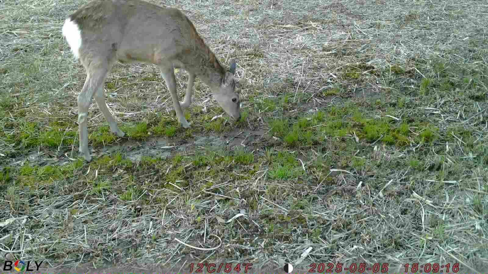 ���Ʋ������᡼��