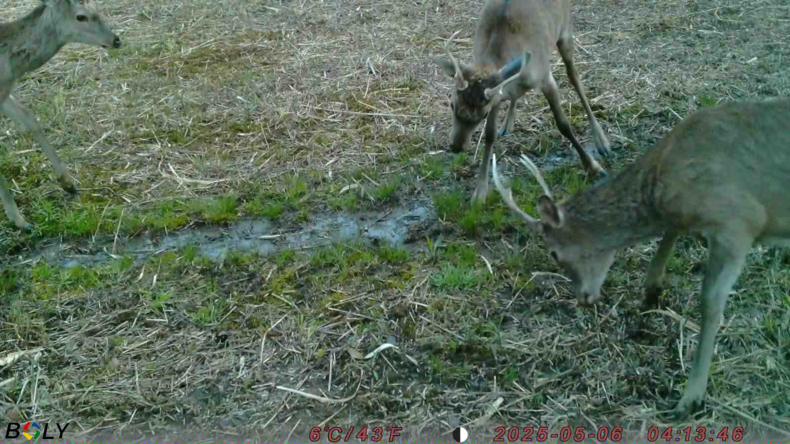 ���Ʋ������᡼��