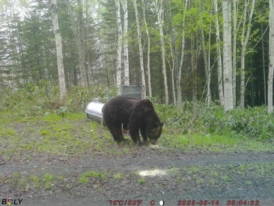 ���Ƥ��줿����