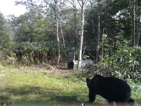 ���Ƥ��줿����