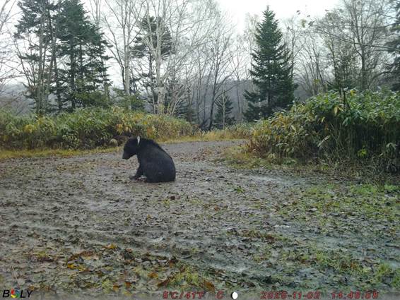 ���Ƥ��줿����