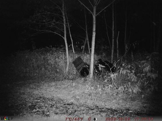 ���Ƥ��줿����