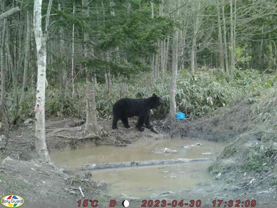 ���Ʋ������᡼��