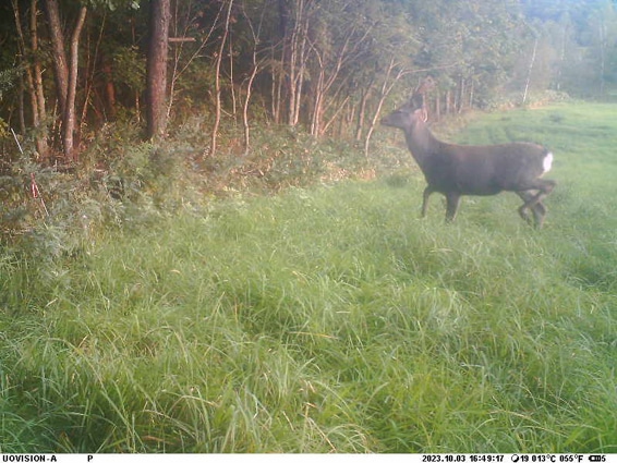 ���Ʋ������᡼��