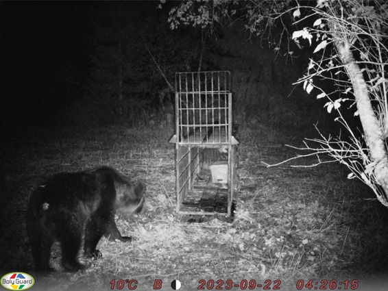 ���Ʋ������᡼��