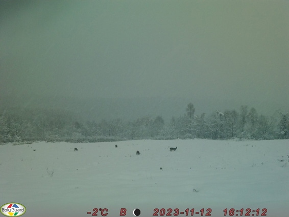 ���Ʋ������᡼��