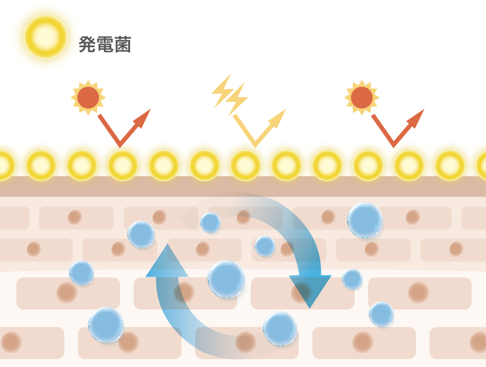 発電菌と肌の関係